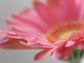 Macro of a gerbera flower with a drop of water Royalty Free Stock Photo