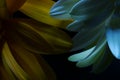 Macro Gerbera Flower, Water Droplets, Low key Portrait Royalty Free Stock Photo