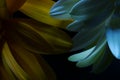 Macro Gerbera Flower, Water Droplets, Low key Portrait