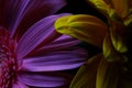 Macro Gerbera Flower, Water Droplets, Low key Portrait