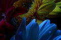 Macro Gerbera, Water Droplets, Low Key Portrait Royalty Free Stock Photo