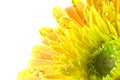 Macro gerbera yellow flowers