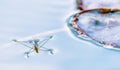 Macro of Gerris lacustris or common pond skater Royalty Free Stock Photo