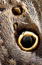 Macro of Giant Owl Butterfly Wing Royalty Free Stock Photo
