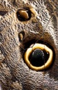 Macro of Giant Owl Butterfly Wing