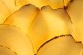 Macro of Ginger Slices in backlit Royalty Free Stock Photo