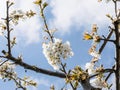 Macro Glimpse: Sakura Tree's Blooming Elegance and Blossoms