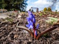 Macro of the Glory of the Snow  Chionodoxa luciliae Boiss. or Chionodoxa forbesii `Zwanenburg` - starry, white-centred, bright Royalty Free Stock Photo