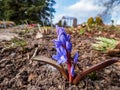 Glory of the Snow (Chionodoxa luciliae or Chionodoxa forbesii) \'Zwanenburg\' - starry, white-centred, brig Royalty Free Stock Photo