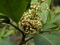 Macro of glycosmis pentaphylla jamaica plant