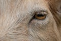 Macro goat eye Royalty Free Stock Photo