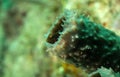 Macro goby fish inside a sponge with detail