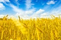 Macro Gold fields Wheat panorama with blue sky and clouds, rural countryside Royalty Free Stock Photo