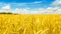 Macro Gold fields Wheat panorama with blue sky and clouds, rural countryside Royalty Free Stock Photo