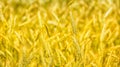 Macro Gold fields Wheat panorama with blue sky and clouds, rural countryside Royalty Free Stock Photo