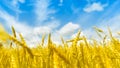 Macro Gold fields Wheat panorama with blue sky and clouds, rural countryside Royalty Free Stock Photo