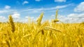 Macro Gold fields Wheat panorama with blue sky and clouds, rural countryside Royalty Free Stock Photo