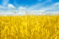 Macro Gold fields Wheat panorama with blue sky and clouds, rural countryside Royalty Free Stock Photo