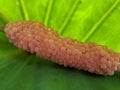 Macro of golden applesnail eggs texture Royalty Free Stock Photo