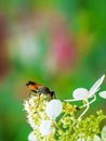Macro of a golden digger wasp Royalty Free Stock Photo