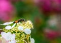 Macro of a golden digger wasp Royalty Free Stock Photo