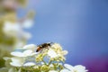 Macro of a golden digger wasp Royalty Free Stock Photo