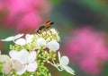 Macro of a golden digger wasp Royalty Free Stock Photo