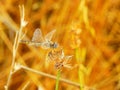 Macro of golden dragonfly