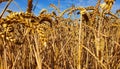 Macro of a golden wheat plant on a farm Royalty Free Stock Photo