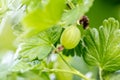 Macro, gooseberry on a branch with leaves, Ribes uva-crispa growth