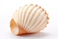 macro graceful shell of bizarre unusual shape isolated on white background Royalty Free Stock Photo
