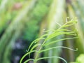 Macro of gracile fern leaves with bokeh background. Royalty Free Stock Photo