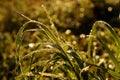 Macro grass Royalty Free Stock Photo