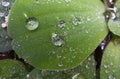 Macro grass drop water