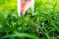 Macro grass in green spring