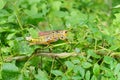 A macro of a grass hopper on a plant Royalty Free Stock Photo