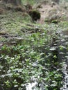 Macro Grass in puddle