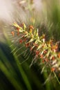 Macro of Grass Seed Royalty Free Stock Photo