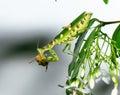 Macro grasshopper eating bee on the leaves