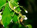 Macro grasshopper eating bee on the leaves