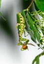 Macro grasshopper eating bee on the leaves