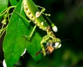 Macro grasshopper eating bee on the leaves