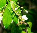 Macro grasshopper eating bee on the leaves