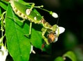 Macro grasshopper eating bee on the leaves