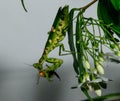 Macro grasshopper eating bee on the leaves