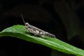 Macro grasshopper