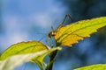 Macro Grasshopper inside a forest