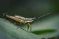 Macro Grasshopper inside a forest.