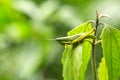 Macro Grasshopper inside a forest.