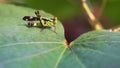 Macro grasshopper live on leaves of grass